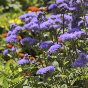 purple flowering annuals